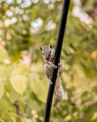squirrel on tree