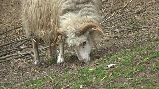 Wallachian sheep is grazing on the grass