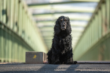 Un cocker spaniel noir qui pose en photo