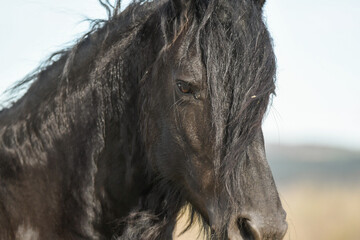 Cheval et son poulain de race frison dans la nature 