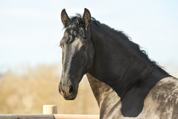 Fototapeta premium Cheval noir de race frison dans un élevage
