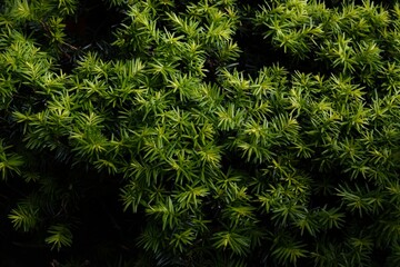 Closeup shot of evergreen tree leaves