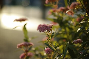 Shallow focus shot of beautiful pink flowers in the garden on a sunny day