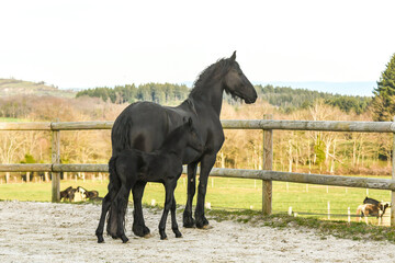 Cheval et son poulain de race frison dans la nature 