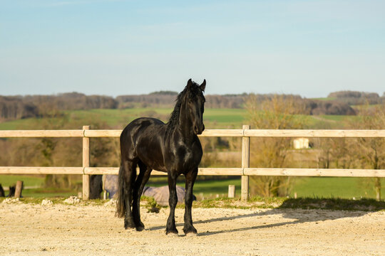 Jeune fille et cheval noir photo stock. Image du équin - 21996146