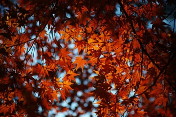 Low angle shot of autumn tree leaves