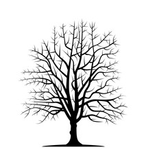 Drawn vector silhouette of chestnut trunk. Isolated vector silhouette of chestnut trunk on a white background. Vector illustration.