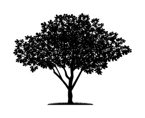 Vector silhouette of fig tree. Isolated vector silhouette of fig tree on a white background.