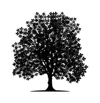 Vector silhouette of chestnut tree. Isolated vector silhouette of chestnut tree on a white background.