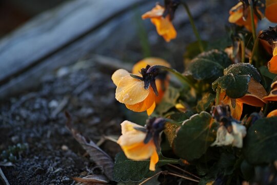Closeup of yellow garden pansies.