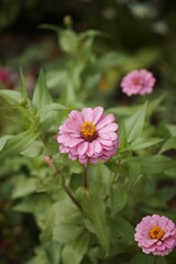 Obraz premium Closeup shot of the pink flower with green leaves
