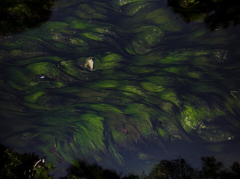 Aerial view of Mino river vegetation in Outeiro de Rei, Lugo, Galicia, Spain.