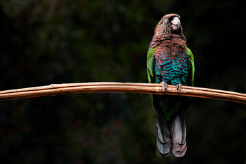 Parrot in the ornithological park of Foz Do Iguacu	