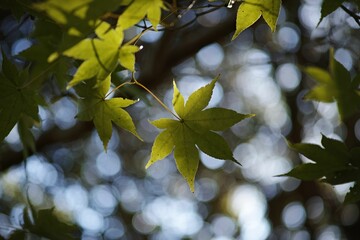 Obraz premium Low-angle shot of the green leaves on the tree branches
