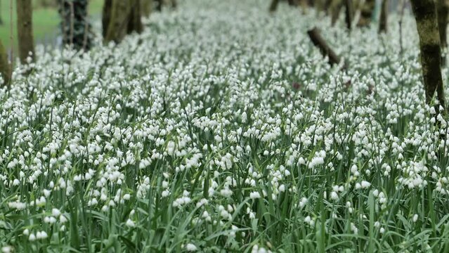 Leucojum vernum