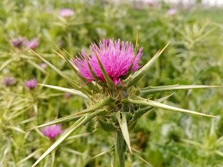 flower microwave is very good 
