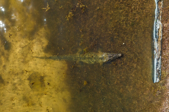 Aerial view of a crocodile at Cayo Centro small island, Biosfera Natural Reserve, Quintana Roo, Mexico.