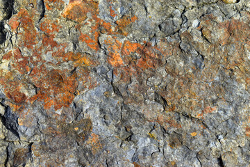 Sedimentary slate from the Cretaceous (Valanginian). 135 mya