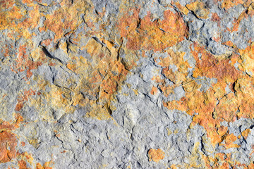 Sedimentary slate from the Cretaceous (Valanginian). 135 mya