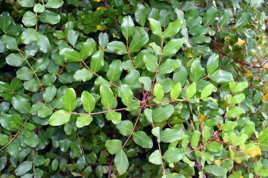 Detail of carob leaves (Ceratonia siliqua)