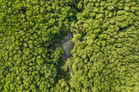 Aerial view of a footpath crossing a forest with pond, Rio Lagartos, Yucatan, Mexico.