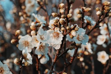Vibrant image of a tree branch bursting with white blossoms, creating a stunning visual effect