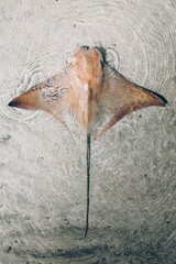Vertical shot of the cownose ray floating in shallow water. Rhinoptera bonasus. © Ben Theurer/Wirestock Creators