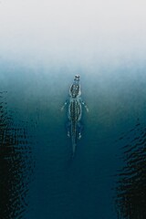 Vertical shot of the alligator floating on the dark water surface. Top view.