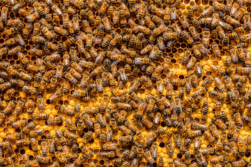 Close up of bees on hive honeycomb. Bees and honeycomb background.
