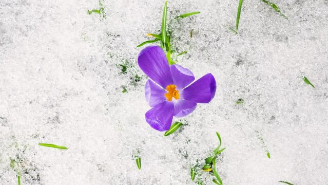 Top down view of Beautiful crocus flowers blooming in green meadow and snow melts in Spring Time lapse