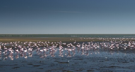 Naklejka na ściany i meble Flock of flamingoes on a shallow water surface under a clear sky