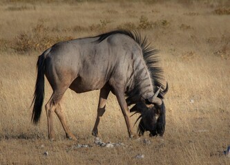 Wildebeest foraging on the field