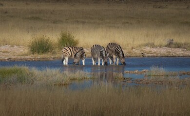 Fototapeta na wymiar Group of zebra drinking at a waterhole