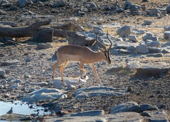 Young antelope impala running on a rocky surface during summertime