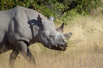 Rhinoceros walking in tall dried grass