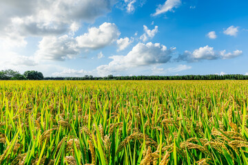 Mature rice fields on farms