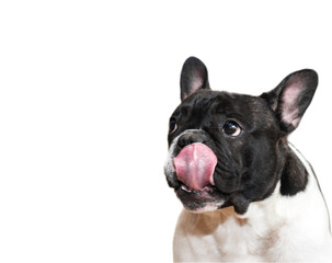 french bulldog portrait close up space for text with licking tongue as concept to eat or treat
