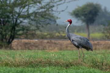 Sarus crane or Antigone antigone observed near Nalsarovar in Gujarat, India