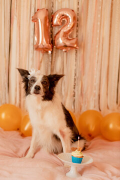 Cute border collie dog with birthday cupcake