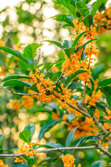 Beautiful osmanthus blooms on the osmanthus tree
