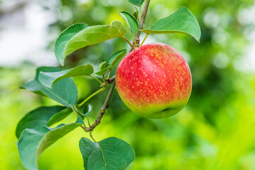 A fresh apple grow in the orchard