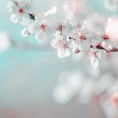 Cherry blossom nature background at pastel blue background with floral bokeh. Outdoor