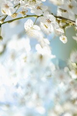 Lovely white cherry blossom frame at light blue background with petals bokeh. Outdoor