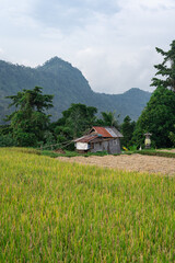 A Balinse ricefield with a hut with mountains in the background