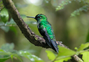 Emerald Green Hummingbird