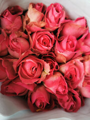 A bouquet of pink roses wrapped with white paper