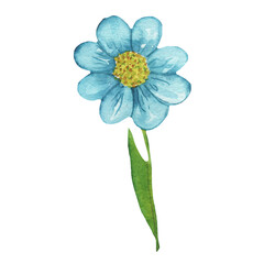 Blue wild flower. Watercolor hand-drawn painting illustration isolated on white background.