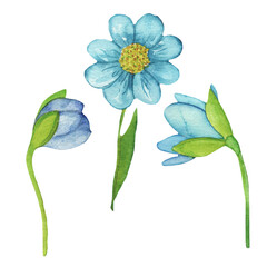 Blue wild flowers set. Watercolor hand-drawn painting illustration isolated on white background.