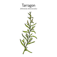 Tarragon (artemisia dracunculus), aromatic kitchen and medicinal herb