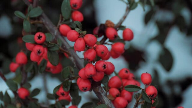 Red berries in winter. Shrub with red berries. Willow-leaved cotoneaster, Cotoneaster salicifolius.